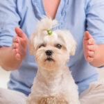 Woman doing Reiki therapy for a dog, a kind of energy medicine. Woman doing Reiki therapy for a dog, a kind of energy medicine.