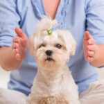 Woman doing Reiki therapy for a dog, a kind of energy medicine.